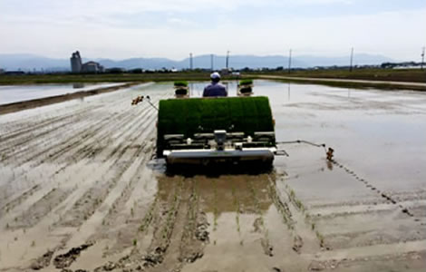 4～6月 田植え